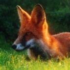 Red Fox of Mercia