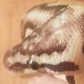 Cheshire_Snake